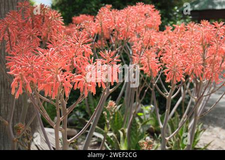 Aloe avvistata in Argentina, giardinaggio ornamentale e design paesaggistico. Primo piano, giorno di sole, nessuna gente in giro Foto Stock