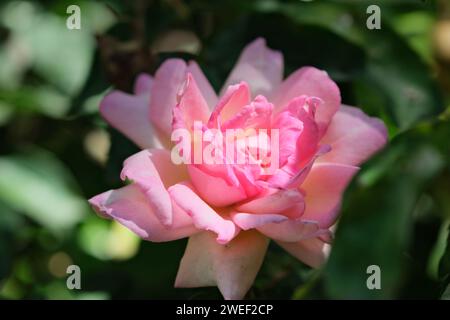Fiore di colore rosa, simile a una rosa, foto ravvicinata diurna, senza persone, Buenos Aires, Argentina Foto Stock