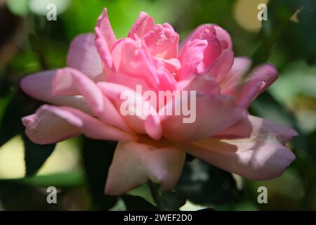 Fiore di colore rosa, simile a una rosa, foto ravvicinata diurna, senza persone, Buenos Aires, Argentina Foto Stock