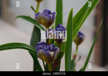 Boccioli di Iris tedeschi in fiore per le strade di Buenos Aires, Argentina Foto Stock