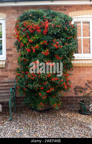 Pyracantha Orange Glow, Firethorn Foto Stock