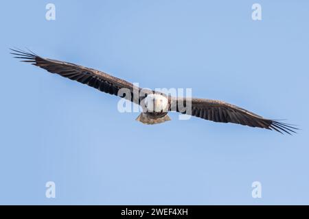 Vista frontale di un'aquila calva che vola, guardando dritto davanti alla telecamera con le ali sparse, isolata contro il cielo blu in una giornata invernale in Iowa. Foto Stock