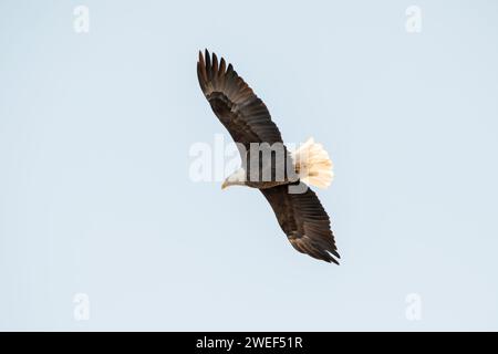 Aquila calva che si libra dal basso, isolata contro il cielo blu in un giorno di gennaio in Iowa. Foto Stock