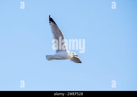 Un gabbiano con un anello vola sopra con apertura alare completa, isolato contro il cielo blu in una giornata invernale di gennaio in Iowa. Foto Stock