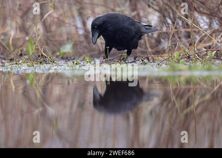 Carrion Crow (Corvus corone) che scavava su un ratto marrone morto (Rattus norvegicus) Whitlingham CP Norfolk gennaio 2024 Foto Stock