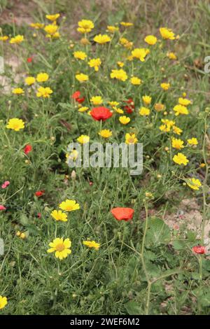 Crown Daisies e Poppies Foto Stock