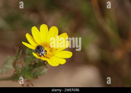 White Spotted Rose Beetle su Crown Daisy Foto Stock