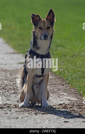 Cane Foto Stock