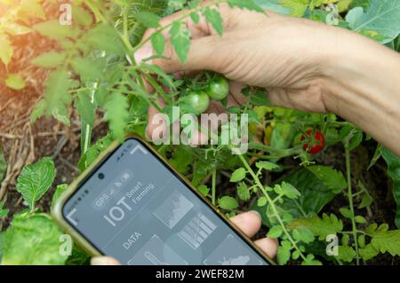 Concetti di utilizzo dell'intelligenza artificiale e dell'agricoltura intelligente, aumento della produttività e controllo della produzione. Foto Stock