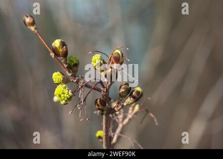 Acero di Norvegia Foto Stock