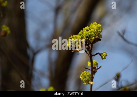 Acero di Norvegia Foto Stock