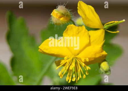 Maggiore Celandine Foto Stock