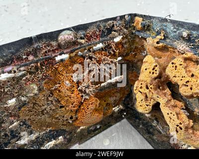 Colorata vita marina attaccata a una cassa di plastica che si è lavata sulla riva del Golfo del Messico in Florida. Foto Stock