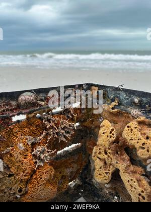 Colorata vita marina attaccata a una cassa di plastica che si è lavata sulla riva del Golfo del Messico in Florida. Foto Stock