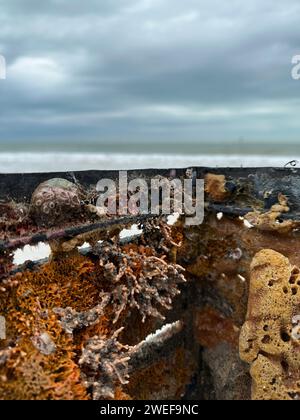 Colorata vita marina attaccata a una cassa di plastica che si è lavata sulla riva del Golfo del Messico in Florida. Foto Stock