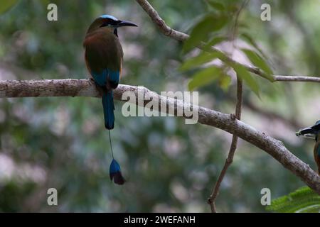 Un motmot dalle sopracciglia turchesi arroccato su un ramo di un albero in una lussureggiante foresta Foto Stock