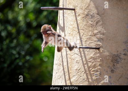 Macaque giapponese intelligente (Macaca fuscata) osservata nella periferia urbana di Tokyo. Un intrigante incontro con questa scimmia delle nevi, in mostra adap Foto Stock