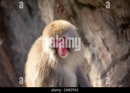 Macaque giapponese intelligente (Macaca fuscata) osservata nella periferia urbana di Tokyo. Un intrigante incontro con questa scimmia delle nevi, in mostra adap Foto Stock