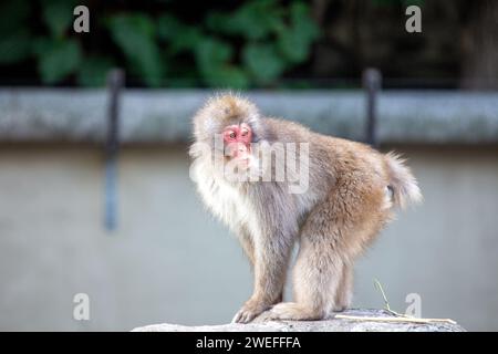 Macaque giapponese intelligente (Macaca fuscata) osservata nella periferia urbana di Tokyo. Un intrigante incontro con questa scimmia delle nevi, in mostra adap Foto Stock