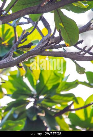 Delizioso uccello solare dalla gola marrone (Anthreptes malacensis) che mostra il suo vivace piumaggio e si nutre di nettare. Comunemente diffuso nel sud-est asiatico, incl Foto Stock