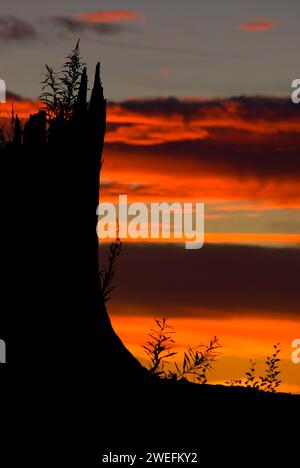 Stump Sunset, Spirit Lake Memorial Highway, Mt St Helens National Volcanic Monument, Washington Foto Stock