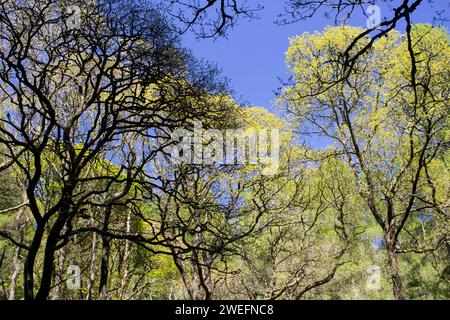 Querce, nuova crescita primaverile Foto Stock