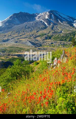 Mt St Helens con pennello indiano dal sentiero di confine, Mt St Helens National Volcanic Monument, Washington Foto Stock