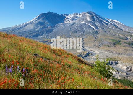 Mt St Helens con pennello indiano dal sentiero di confine, Mt St Helens National Volcanic Monument, Washington Foto Stock