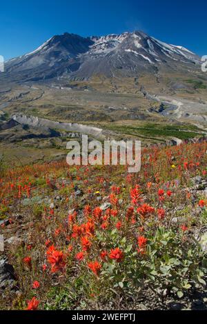 Mt St Helens con pennello indiano dal sentiero di confine, Mt St Helens National Volcanic Monument, Washington Foto Stock