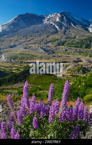 Mt St Helens con lupino dal sentiero di confine, Mt St Helens National Volcanic Monument, Washington Foto Stock