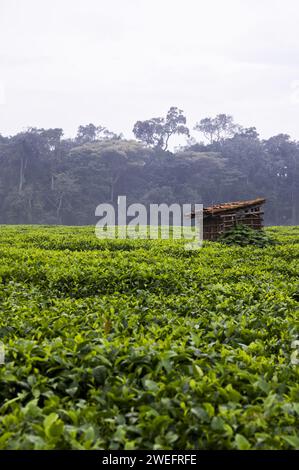 Piantagione di tè appena fuori dal Nyungwe National Park nel Ruanda sudoccidentale con foglie verdi vivide su uno sfondo lussureggiante di foresta Foto Stock