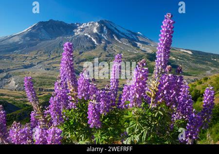 Mt St Helens con lupino dal sentiero di confine, Mt St Helens National Volcanic Monument, Washington Foto Stock