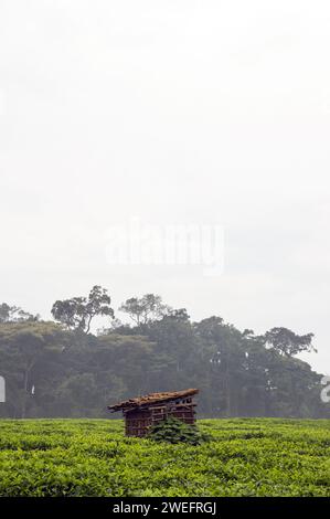 Baracca di legno e fango in una piantagione di tè vicino al Nyungwe National Park nel Ruanda sudoccidentale con foglie verdi vivide su uno sfondo lussureggiante della foresta Foto Stock