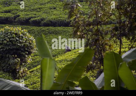 Piantagione di tè vicino al Nyungwe National Park nel Ruanda sudoccidentale con foglie verdi vivide su uno sfondo lussureggiante di foresta ad altitudini elevate Foto Stock