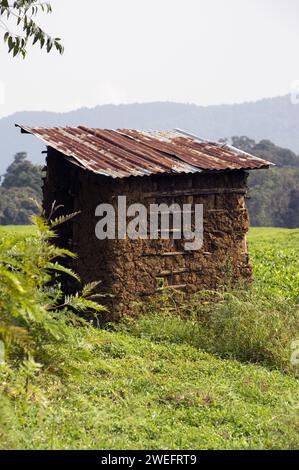 Piantagione di tè appena fuori dal Nyungwe National Park nel Ruanda sudoccidentale con foglie verdi vivide su uno sfondo lussureggiante di foresta Foto Stock