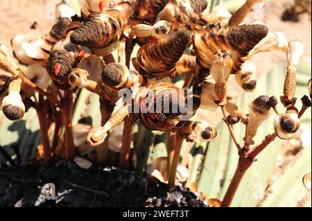 La Welwitschia o tumbo degli alberi (Welwitschia mirabilis) è una pianta di gimnosperma endemica del deserto del Namib (Angola e Namibia). Coni femminili e pollinato di insetti Foto Stock