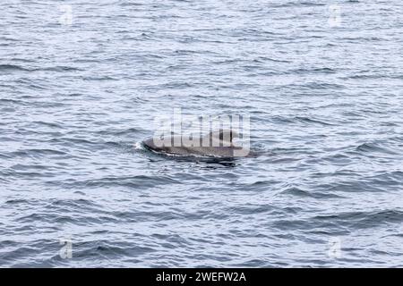 Nella vastità delle acque delle isole Lofoten, un'unica balena pilota (Globicephala melas) sorvola, un gigante gentile tra le onde ondulate Foto Stock