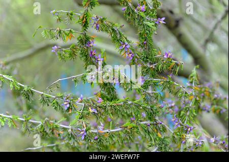 Il Texas lignum-vitae (Guaiacum angustifolium) è un arbusto sempreverde originario degli Stati Uniti sudoccidentali e del Messico settentrionale. Questa foto è stata scattata in Arizona, USA. Foto Stock