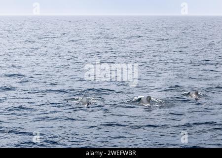 Un trio di balene pilota viaggia attraverso le acque vicino al Circolo Polare Artico, catturate al largo delle coste delle isole Lofoten in Norvegia Foto Stock