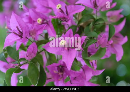 Bougainvillea Violet. Un bel cespuglio con molti fiori viola. Giornata di sole. Un colpo senza gente. Buenos Aires. Argentina. Foto Stock