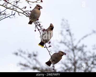 Tre Waxwings, Bombycilla garrulus, arroccati su un ramo di alberi che mangiano bacche rosse Foto Stock
