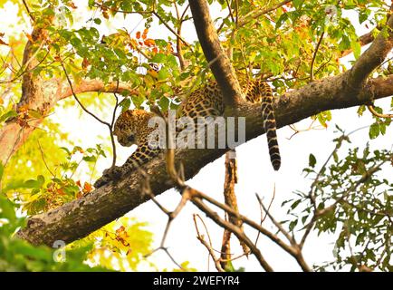 Faccia sinistra del leopardo che abbraccia il ramo dell'albero Foto Stock