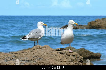 Due gabbiani seduti su Una roccia Foto Stock