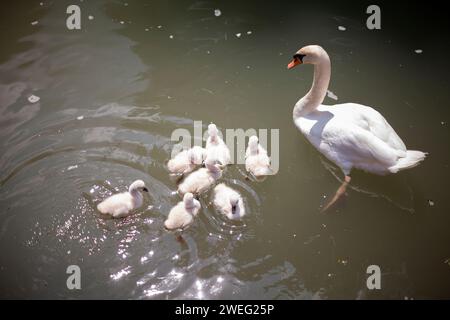 Famiglia di cigni Foto Stock