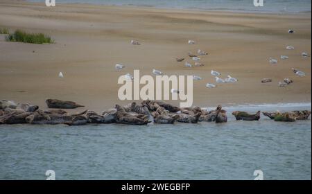 Life at Chatham Pier - Cape Cod, New England Foto Stock