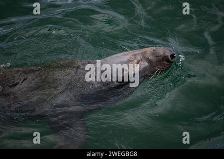 Life at Chatham Pier - Cape Cod, New England Foto Stock