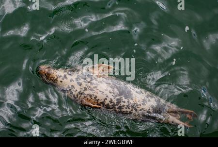 Life at Chatham Pier - Cape Cod, New England Foto Stock