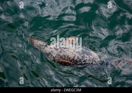 Life at Chatham Pier - Cape Cod, New England Foto Stock