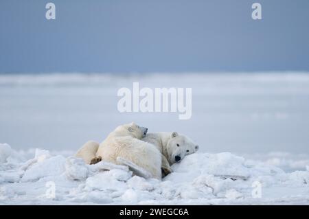 Gli orsi polari, Ursus maritimus, scrofa collata con cuccioli di primavera riposano in ghiaccio di branco conico lungo la costa artica all'inizio dell'autunno 1002 nell'area dell'Artico AK Foto Stock