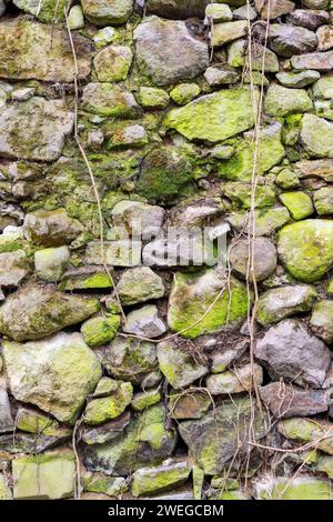 consistenza di un antico muro di pietra. schema naturale di muschio e piante sulla superficie del grunge Foto Stock